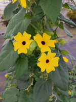 Thunbergia alata Lemon